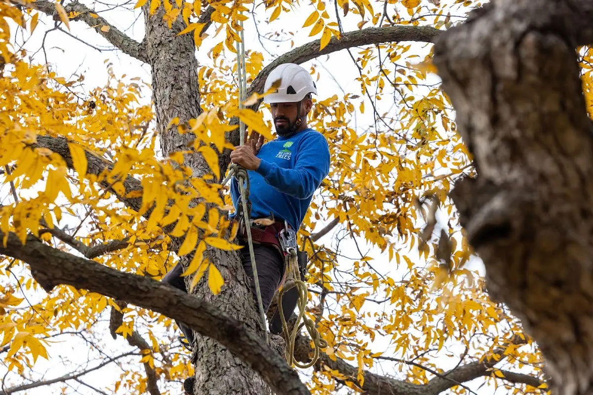 Skilled Emergency Tree Service crew working in Russell